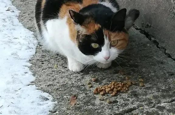 Найдена домашняя кошка в Балабаново, ищем хозяев