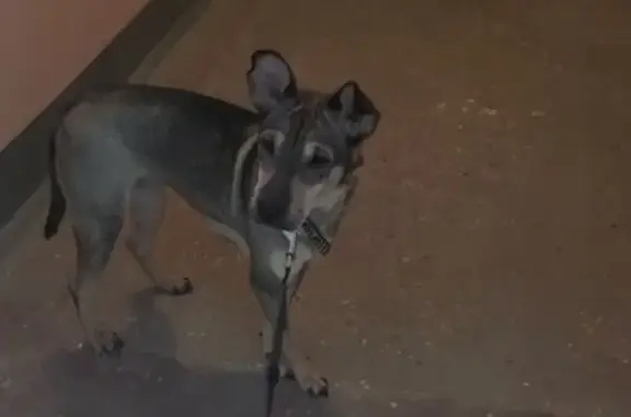 Потеряна собака в районе Жукова, Магнитогорск