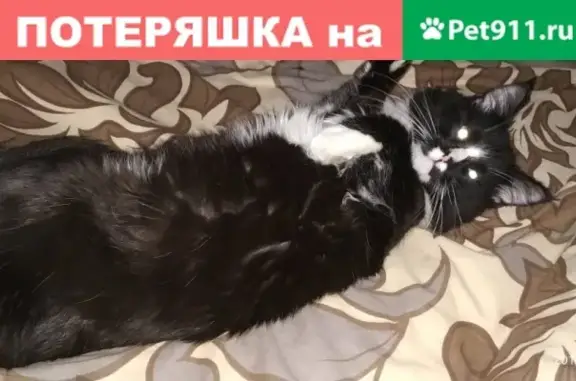 Пропала кошка с адресом в Московской области