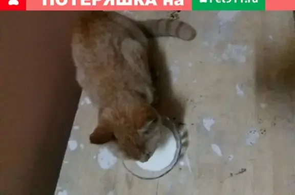 Найдена кошка возле ЖЭУ на Попова 10* в Барнауле