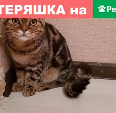 Пропала кошка в Октябрьском, Башкортостан