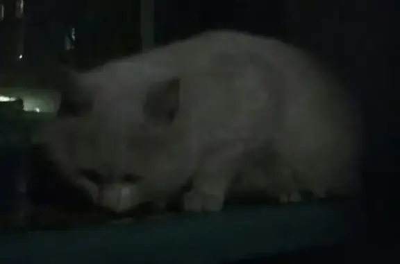 Потерялся белый кот с разными глазами в Великом Новгороде