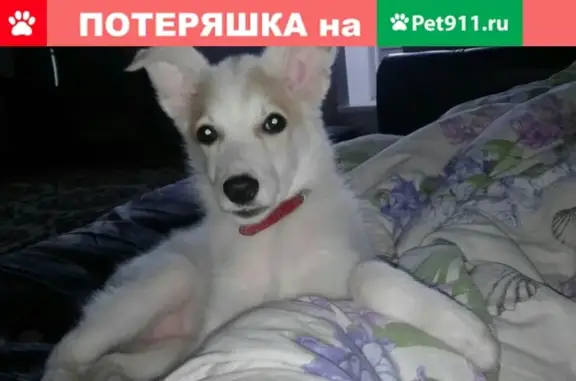 Пропала собака Лейси в Бабанаково, Кемеровская область
