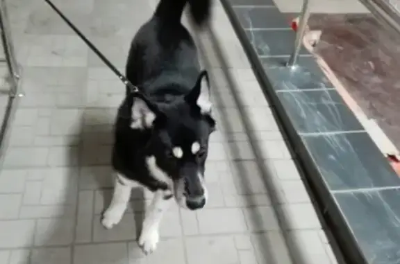 Найдена собака в Набережных Челнах