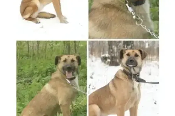 Пропала собака Бака в южном районе Кузнецка