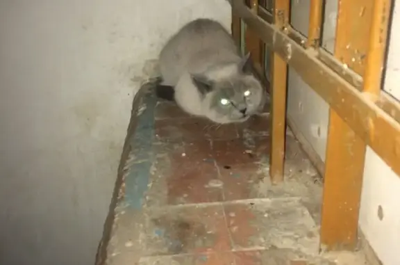Найдена кошка у детской поликлиники, адрес Беляева 9