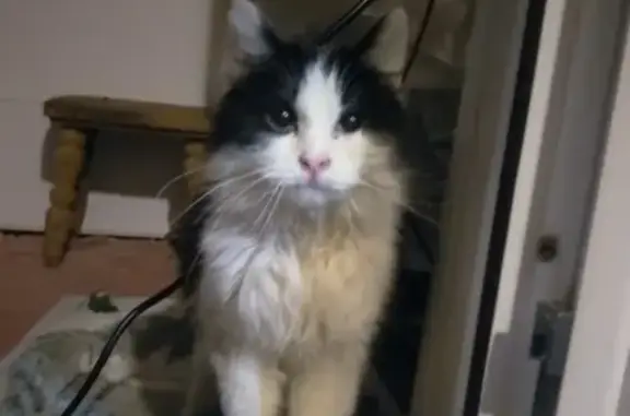 Найдена кошка в Фокинском районе, Брянск