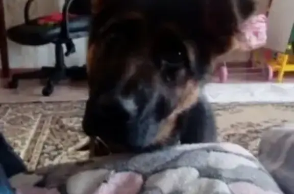 Пропала собака Грейся в Малой Минусе, Красноярский край