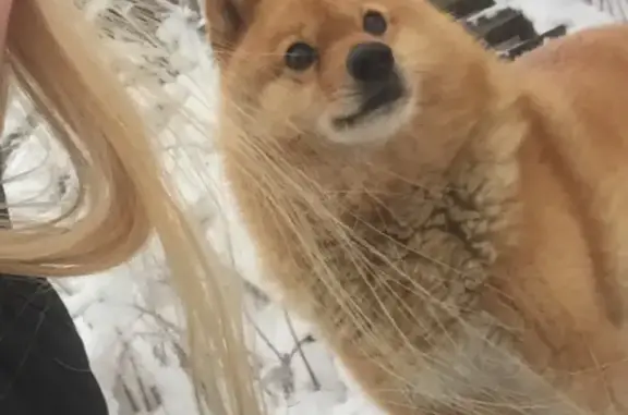 Пропала собака Тайга в Вожеге, Вологодская область
