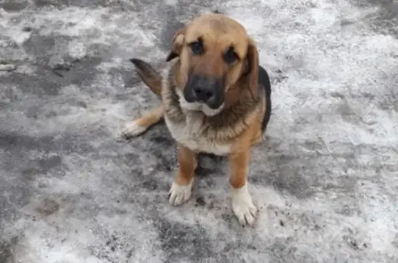 Пропал пёс Сэм в Красном Городке, Тверская область