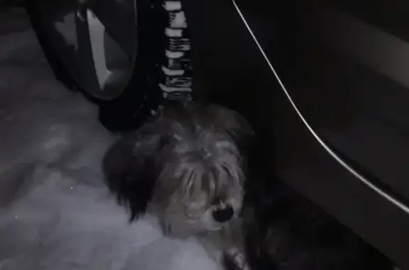 Найдена собака на ул. Полярной Дивизии, Мурманск без сопровождения