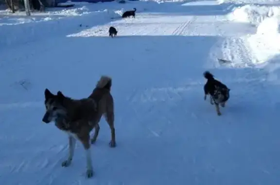 Собаки нуждаются в помощи в заброшенной деревне в Омске
