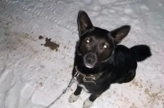 Найдена собака в д. Рябеево, Тверь: черный окрас с белыми лапками и пятном на груди