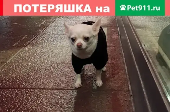 Пропала собака на Садовой улице в СПб