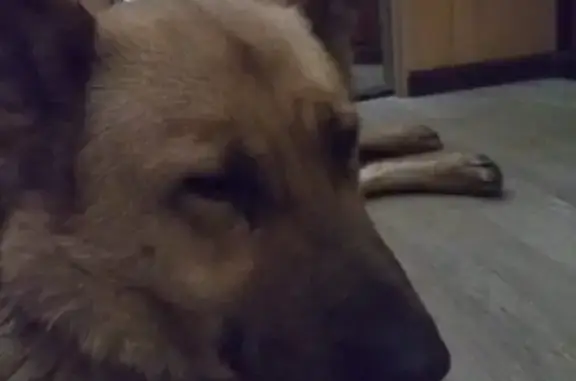 Собака найдена в Нижнем Тагиле