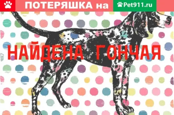 Найдена собака на ул.Степана Разина, Калуга