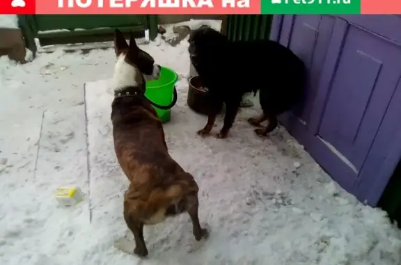Найден пёс в Рубцовске, Алтайский край