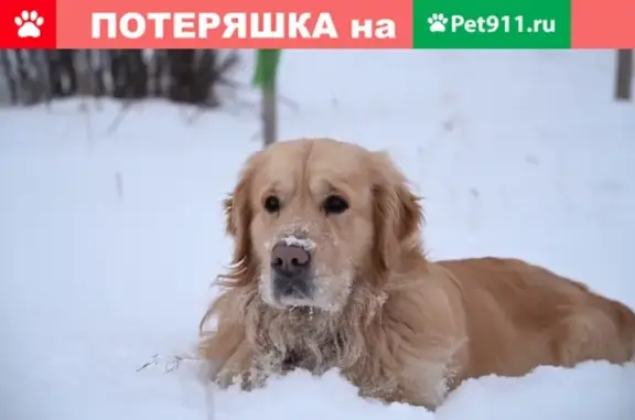 Пропала собака породы золотистый ретривер в Перми