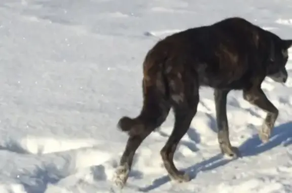 Потерянная собака в Колычево, Московская область