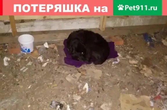 Найдена собака в д. Мойка, Батецкий район