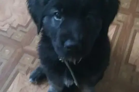 Пропала собака Гром на улице Армавирской, Дагомыс