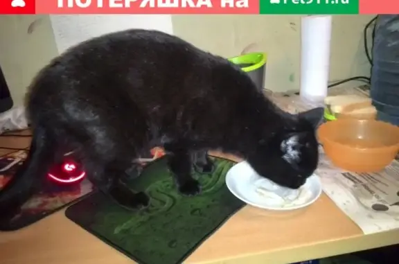 Черная кошка найдена на Ульяновской, 34