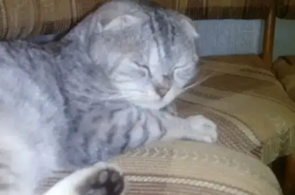 Крупный взрослый шотландский кот найден в Ставрополе на улице Гастелло.