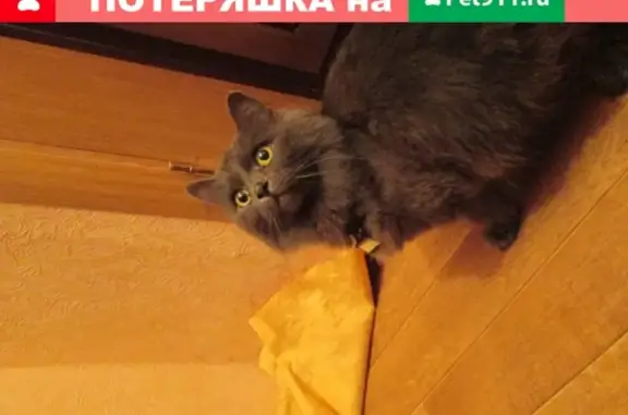 Найдена серая кошка на ул. Курская 6А