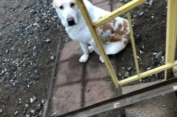 Найдена собака на Красноармейской, Б.Алексеева в Астрахани