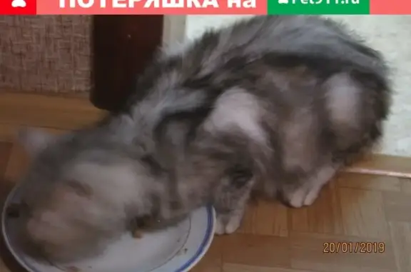 Найдена кошка на пр. Ленина, 14А