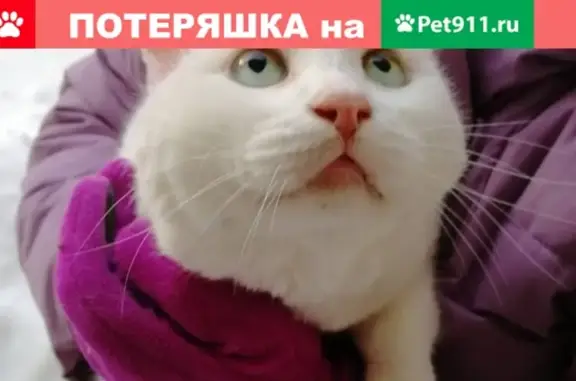 Пропала кошка в Королёве на ул. Героев Курсантов