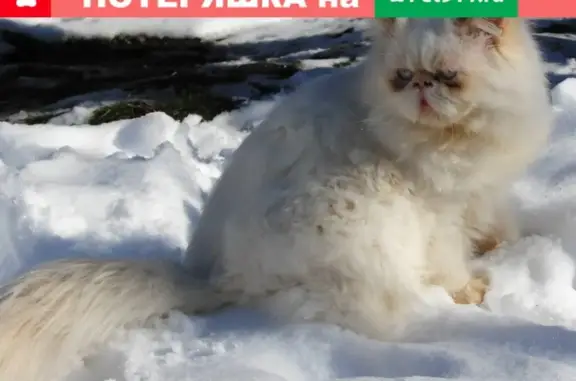 Пропала кошка Кот в Ставрополе, ул. Богдана Хмельницкого