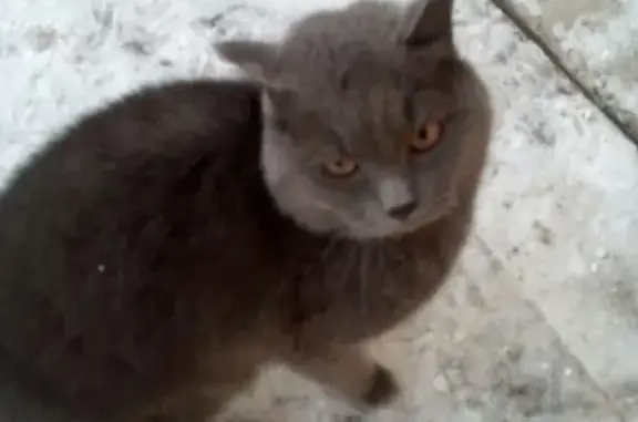 Найден кот в Советском округе, звоните Омск.