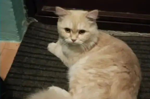 Найден добрый персиковый кот в районе Аргентовского