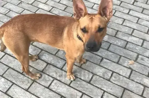 Пропала собака на Дачном шоссе, Новосибирск