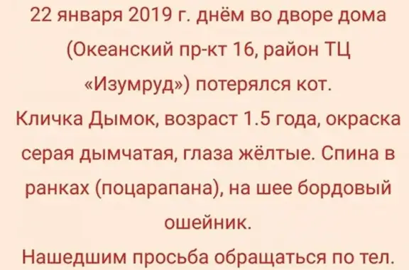Кошки потеряшки, Владивосток, фото: Потеряшка кот Дымок на Океанском пр-кте 16