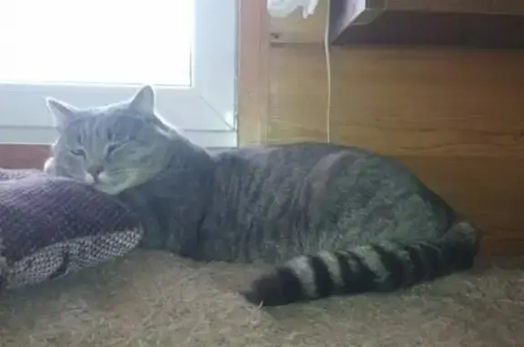 Кошки потеряшки, Новосибирск, фото: Потеряшка кошка Мурзик на ул. Виктора Уса 15/1, Кировский район.