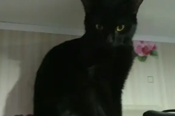 Кошки потеряшки, Набережные Челны, фото: Потеряшка черный кот Тимоша, 22.01. в районе 48/17, Набережные Челны.