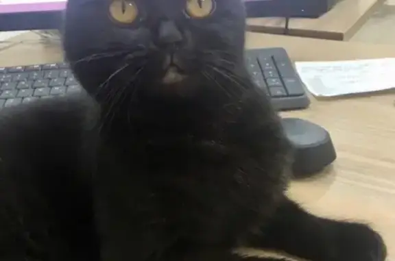 Найдена черная кошка на ул. Ясная, Екатеринбург