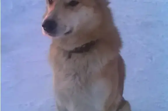 Найдена похожая на лайку собака в Григорьевском районе, ищем хозяев
