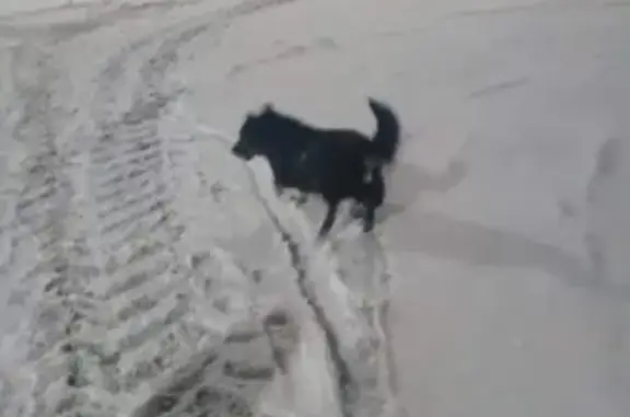 Собака с ломаной лапой нуждается в помощи в Барнауле, Алтайский край
