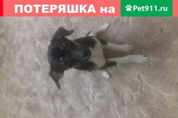 Найдена собака в Краснодаре на остановке Ставропольская-Стасова