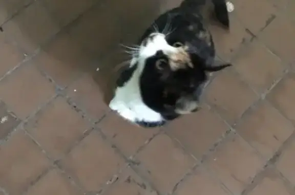 Потерянная кошка в Набережных Челнах