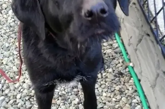 Найдена собака в Ейске, ищем владельцев