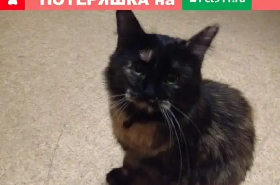 Найдена кошка в СПб, Фрунзенский район