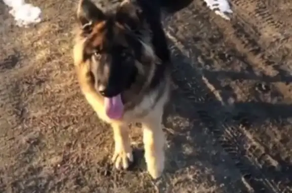 Пропала собака в Волгодонске, кличка Зара