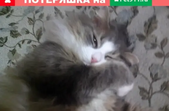 Пропал кот на ул. Бондарева, Сортавала: помогите!