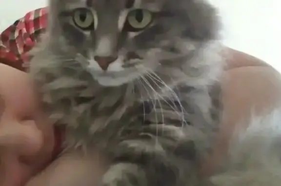 Кошки потеряшки, Набережные Челны, фото: Потеряшка кошка на гэсе в Набережных Челнах