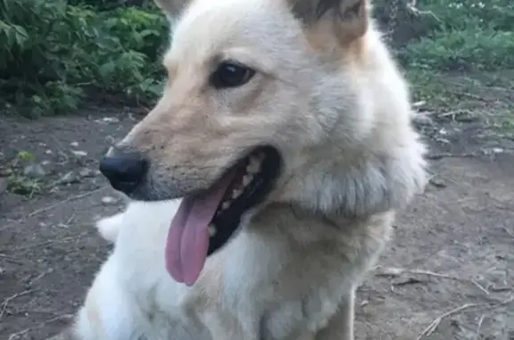 Пропала собака Рэкс в Кемерово, Рудничный район