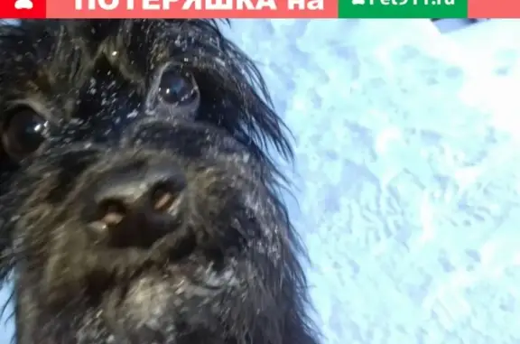 Пропала собака Тобик в селе Лазарево, Владимирская область